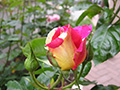 Rosa color giallo-fucsia