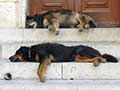 Due cani si riposano ad Arles