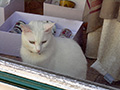 Una gatta in vetrina a Saint Rémy